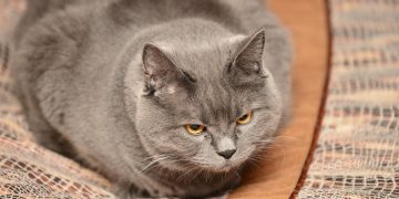 Ульяновцы назвали главные ассоциации с ленью и бездельем