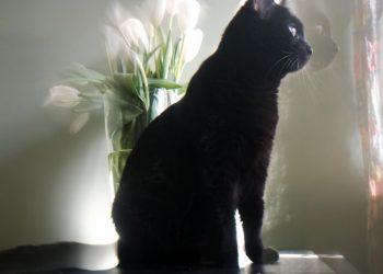 Ульяновские ветеринары составили список цветов, опасных для кошек и собак