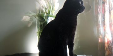 Ульяновские ветеринары составили список цветов, опасных для кошек и собак