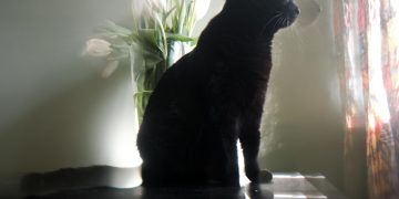 Ульяновские ветеринары составили список опасных цветов для кошек и собак