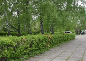 Деревья на эспланаде и в центральных скверах Ульяновска проверят ультразвуком