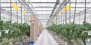 Ульяновский агрокомплекс научил ИИ предсказывать урожай