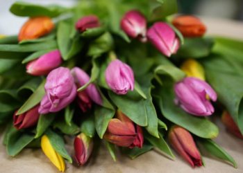 «Оранж Шерпа» и «Альбатрос»: новые сорта тюльпанов появятся к 8 Марта в Ульяновске