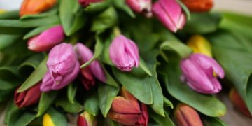 «Оранж Шерпа» и «Альбатрос»: новые сорта тюльпанов появятся к 8 Марта в Ульяновске