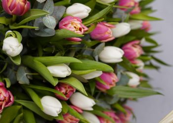 «Оранж Шерпа» и «Альбатрос»: новые сорта тюльпанов появятся к 8 Марта в Ульяновске