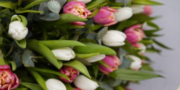 «Оранж Шерпа» и «Альбатрос»: новые сорта тюльпанов появятся к 8 Марта в Ульяновске