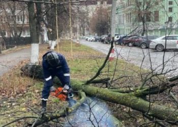 Ульяновский Горзеленхоз назвал признаки опасных деревьев