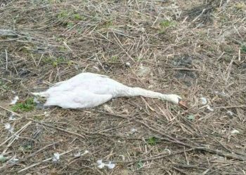 В Ульяновске на Шолмовском озере застрелили краснокнижного лебедя