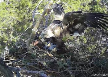 Арбушка пропала, но жизнь продолжается: ульяновские пернатые хищники делят гнёзда и находят новых пар