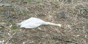 В Ульяновске на Шолмовском озере застрелили краснокнижного лебедя