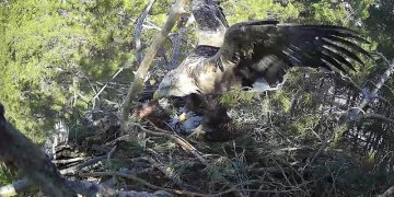 Арбушка пропала, но жизнь продолжается: ульяновские пернатые хищники делят гнёзда и находят новых пар