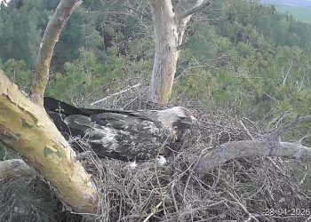 Ульяновцев просят придумать имя новой избраннице орла Белогора