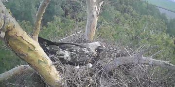 Ульяновцев просят придумать имя новой избраннице орла Белогора