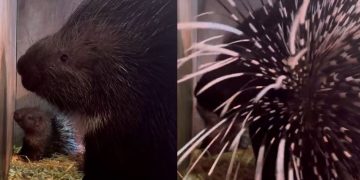 В Ульяновском зоопарке показали новорождённого дикобраза
