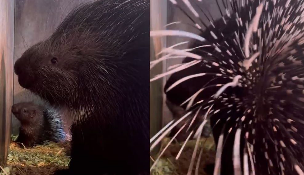 В Ульяновском зоопарке показали новорождённого дикобраза