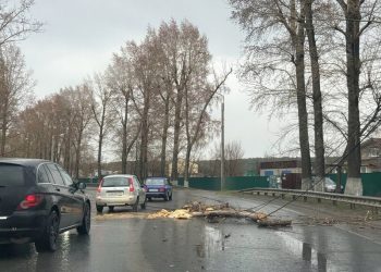 Сильный ветер повалил дерево на Димитровградском шоссе утром 27 апреля