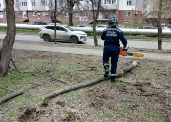 В Ульяновске убирают поваленные шквалистым ветром деревья