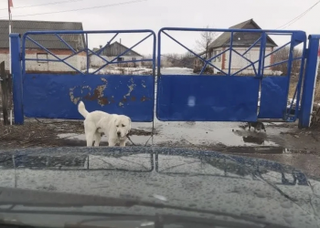 Бесконтрольный выгул собак в двух ульяновских сёлах не остался без последствий