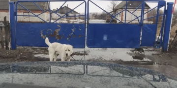 Бесконтрольный выгул собак в двух ульяновских сёлах не остался без последствий