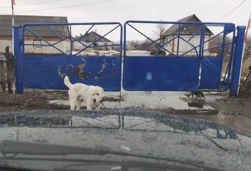 Бесконтрольный выгул собак в двух ульяновских сёлах не остался без последствий