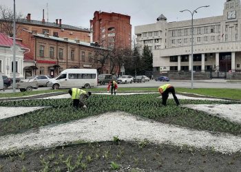 43 тысячи тюльпанов украсят Ульяновск к Дню Победы: посадки начались