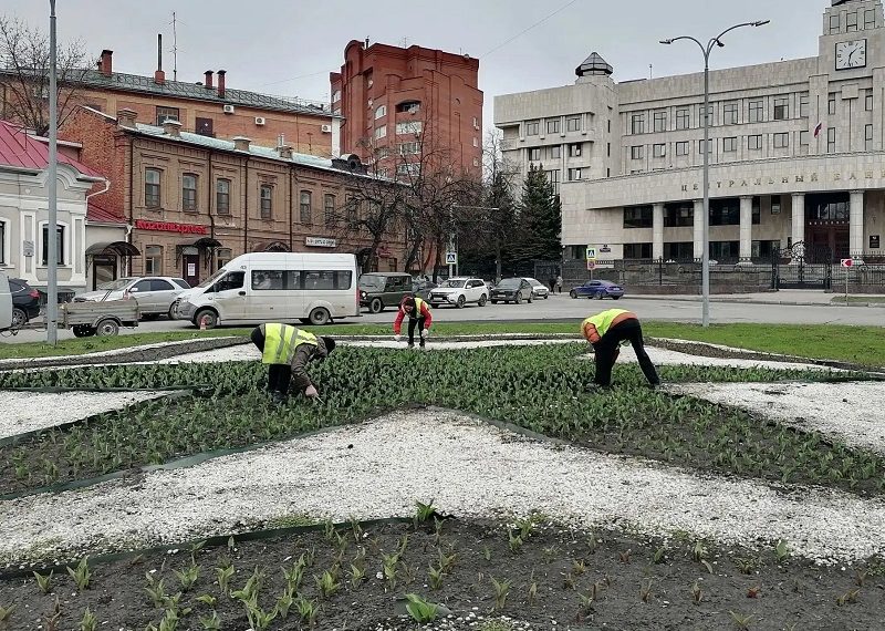 43 тысячи тюльпанов украсят Ульяновск к Дню Победы: посадки начались