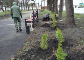 В Ульяновске озеленяют Николаевский сквер: 185 кустарников и новые деревья