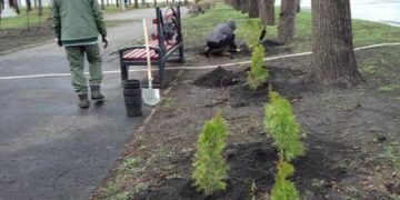 В Ульяновске озеленяют Николаевский сквер: 185 кустарников и новые деревья