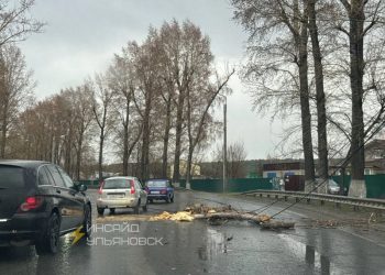 Сильный ветер повалил дерево на Димитровградском шоссе утром 27 апреля