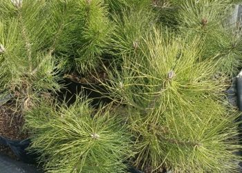 93,4 тысячи хвойных сеянцев из Ульяновской области отправили в два региона