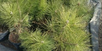 93,4 тысячи хвойных сеянцев из Ульяновской области отправили в два региона