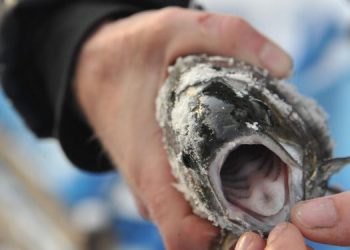 Рыба +23%, мука +22%, масло — в 2,1 раза: Ульяновск отчитался о рекордах в пищепроме