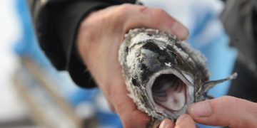 Рыба +23%, мука +22%, масло — в 2,1 раза: Ульяновск отчитался о рекордах в пищепроме