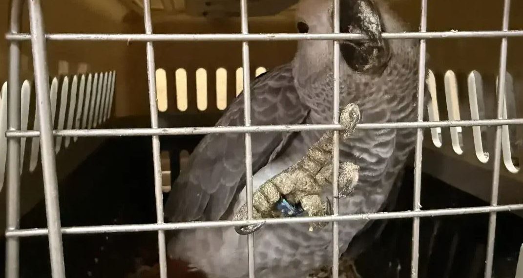 Ульяновский зоопарк принял более ста конфискованных экзотических птиц