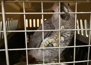 Ульяновский зоопарк принял более ста конфискованных экзотических птиц