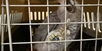 Ульяновский зоопарк принял более ста конфискованных экзотических птиц