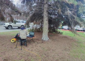 В Ульяновске диагностируют состояние старых елей с помощью томографии