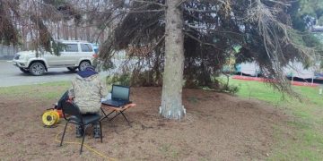 В Ульяновске диагностируют состояние старых елей с помощью томографии