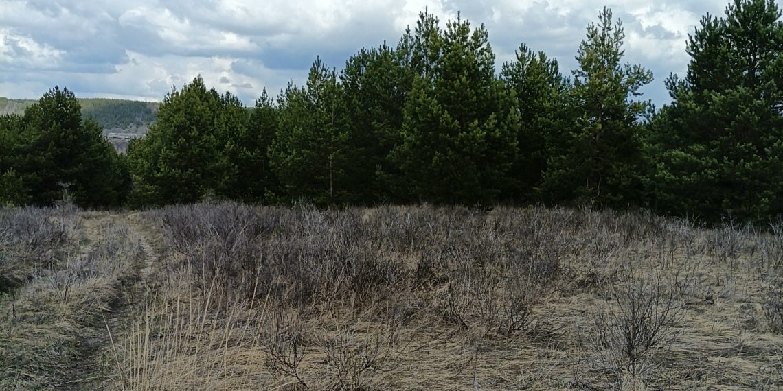 Бурьян вместо урожая: в Ульяновской области запущено более 10 тысяч гектаров полей