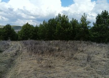 Бурьян вместо урожая: в Ульяновской области запущено более 10 тысяч гектаров полей