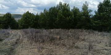 Бурьян вместо урожая: в Ульяновской области запущено более 10 тысяч гектаров полей