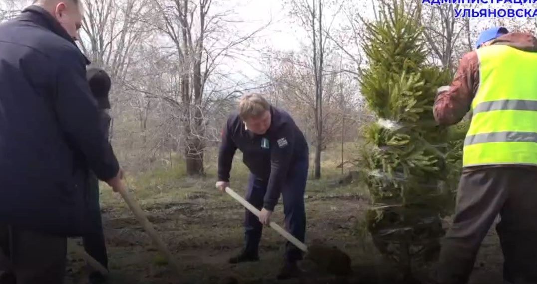 Мэр с лопатой помог ульяновцам сажать ёлки в сквере Антонова