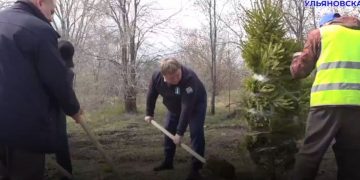 Мэр с лопатой помог ульяновцам сажать ёлки в сквере Антонова