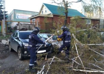 26 рухнувших деревьев и четыре разбитых машины: подвели итоги штормового ветра в Ульяновске
