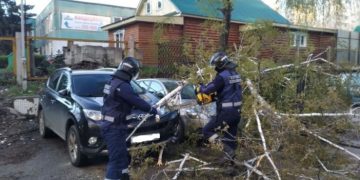 26 рухнувших деревьев и четыре разбитых машины: подвели итоги штормового ветра в Ульяновске