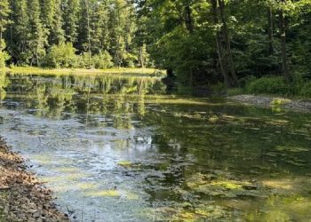 Винновская роща: 28 тысяч тонн грязи вывезли, но проблем не убавилось