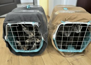 Три собаки и десять кошек из Ульяновской области уехали с хозяевами в четыре страны мира