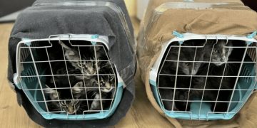 Три собаки и десять кошек из Ульяновской области уехали с хозяевами в четыре страны мира