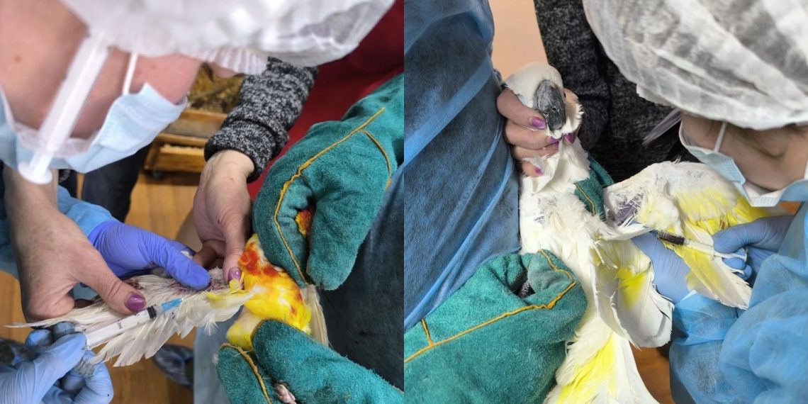 Более 100 конфискованных экзотических птиц проходят карантин в Ульяновском зоопарке