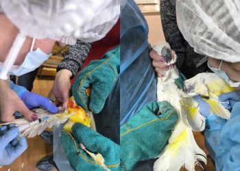 Более 100 конфискованных экзотических птиц проходят карантин в Ульяновском зоопарке